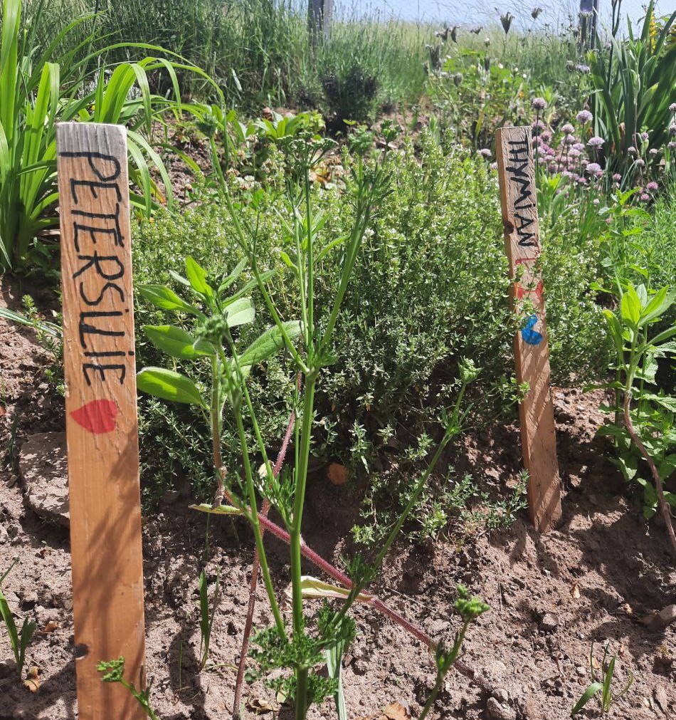 Neues aus dem gARTen: Minzsirup, Kräutersalz und eine anstehende Mitmach-Aktion im September